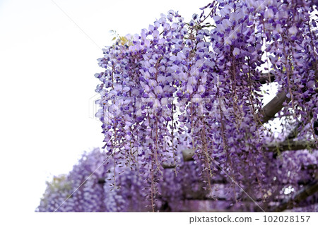 紫藤花 紫藤花 102028157