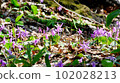 Cluster of katakuri 102028213