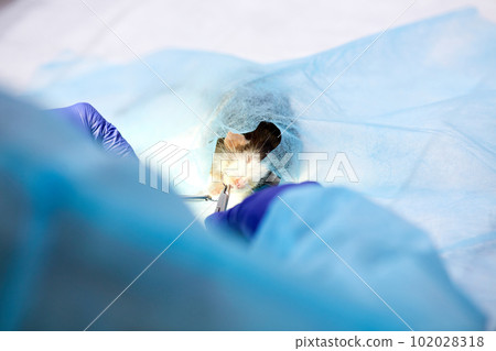 Vet making surgery with ill rat on surgical table in vet clinic. Doctors hand with thread and needle. Taking care after pet's health 102028318
