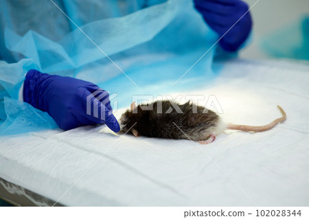 Doctor, vet taking care ater ill rat. Animal lying on surgery table. Surgeonist preparing pet for operation. Taking care after animals Doctor, vet taking care ater ill rat. Animal lying on surgery table. Surgeonist preparing pet for operation. Taking care after animals 102028344