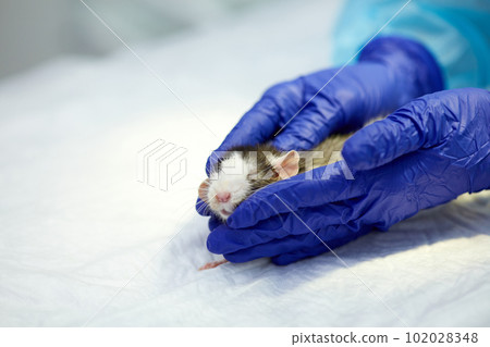 Doctor, vet taking care ater ill rat. Animal lying on surgery table. Surgeonist preparing pet for operation. Taking care after animals Doctor, vet taking care ater ill rat. Animal lying on surgery table. Surgeonist preparing pet for operation. Taking care after animals 102028348