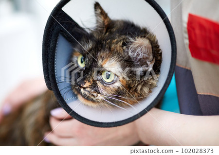 Cat wearing funnel medical collar after sterilization operation in vet clinic. Domestic cat after surgery in vet clinic 102028373