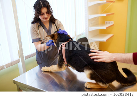 Smiling, caring, young woman, vet doctor checking dog lying on table at veterinary clinic. Veterinary examination Smiling, caring, young woman, vet doctor checking dog lying on table at veterinary clinic. Veterinary examination 102028412
