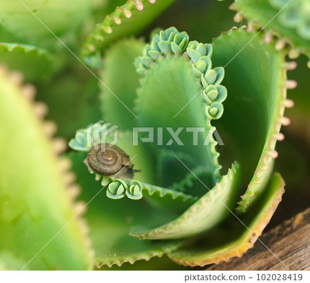 Snail on Mother of Thousands succulent plant, Close up shot Snail on Mother of Thousands succulent plant, Close up shot 102028419