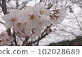 在多雲的天空中盛開的白色櫻花 102028689