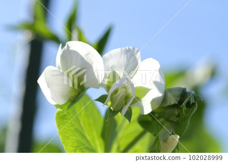 Pea flowers Pea flowers 102028999