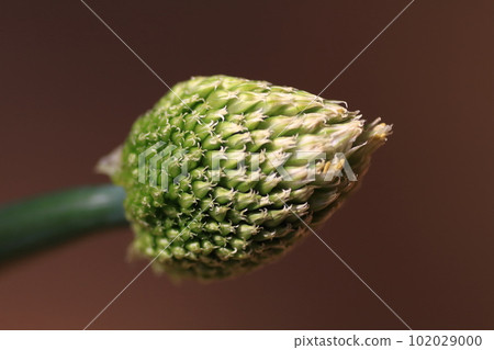 Macro photo of green onion shaved 102029000