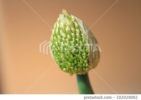 Green onion shaved 102029002