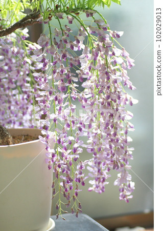  Wisteria flowers 102029013