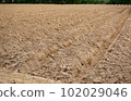 Cassava tree plantation at ground, Agriculture 102029046
