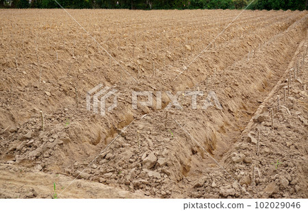 Cassava tree plantation at ground, Agriculture 102029046