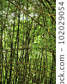 Bamboo forest background, Nature scene 102029054