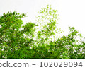 Bamboo tree canopy with blue sky background 102029094