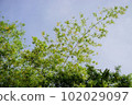 Bamboo tree canopy with blue sky background 102029097