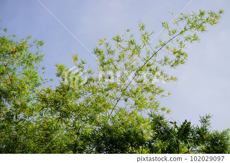 Bamboo tree canopy with blue sky background 102029097