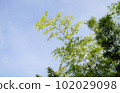Bamboo tree canopy with blue sky background 102029098