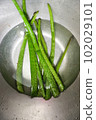 Fresh aloe vera with fresh water in basin 102029101