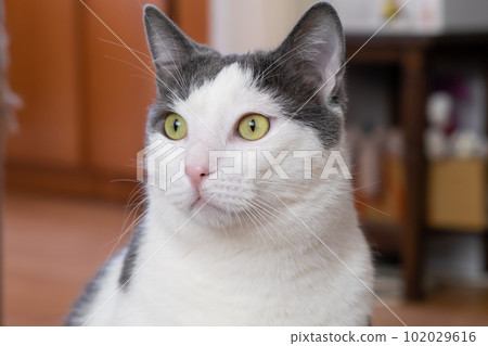 gray and white domestic cat with green eyes at home . High quality photo 102029616
