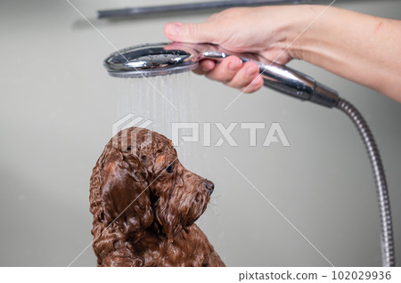 Woman washing brown mini toy poodle in grooming salon. Woman washing brown mini toy poodle in grooming salon. 102029936
