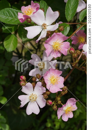 Rose rose Scientific name: Rosa multiflora Rose rose Scientific name: Rosa multiflora 102030580