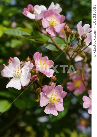 薔薇玫瑰 學名:Rosa multiflora 薔薇玫瑰 學名:Rosa multiflora 102030583