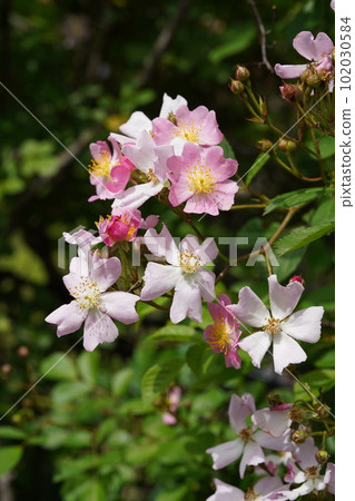 薔薇玫瑰 學名：Rosa multiflora 102030584