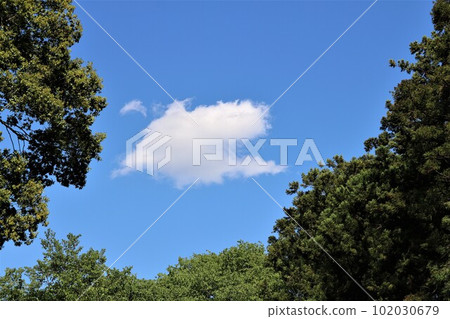 宜人的新鮮的綠色植物和藍天在一個春日 102030679