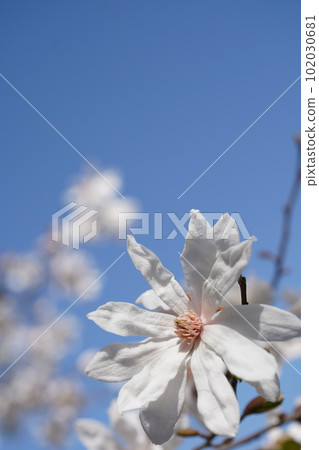 Shidekobushi (Yotekarei, scientific name: Magnolia stellata) flowers shining in the blue sky 102030681