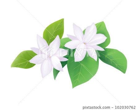 Illustration of realistic watercolor Pikake (Matsurika) flower (with leaves) 102030762