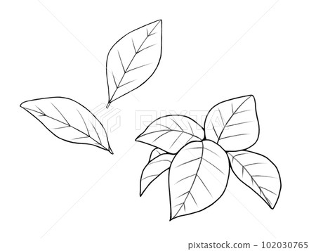 簡單的 picake (Matsurika) 葉線圖插圖集 102030765