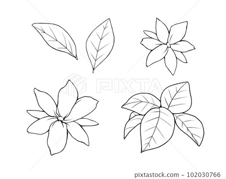 簡單的 picake (Matsurika) 花葉線描插圖集 102030766