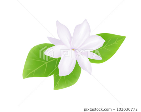 Watercolor illustration of realistic Pikake (Matsurika) flower (with leaves) Watercolor illustration of realistic Pikake (Matsurika) flower (with leaves) 102030772