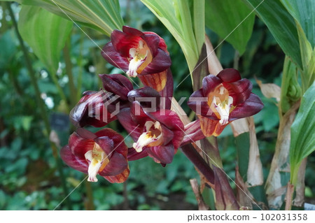 Trillium kiran(延長的甜椒)Acanthephippium pictum Trillium kiran(延長的甜椒)Acanthephippium pictum 102031358