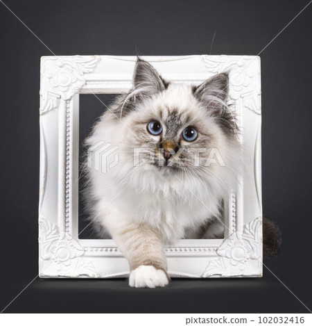 Sacred Birman on black background 102032416