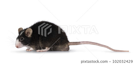 Mouse on white background 102032429