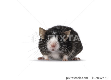 Mouse on white background 102032430
