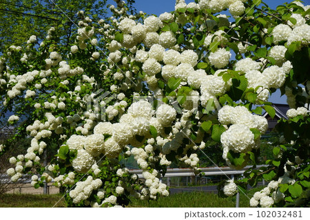 Odemari in full bloom Odemari in full bloom 102032481