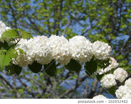 Odemari in full bloom Odemari in full bloom 102032482