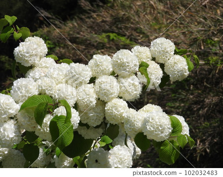 Odemari in full bloom Odemari in full bloom 102032483