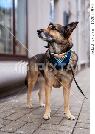 A dog with a colored bandana around his neck. The dog is waiting for the owner near the store. A dog with a colored bandana around his neck. The dog is waiting for the owner near the store. 102032976
