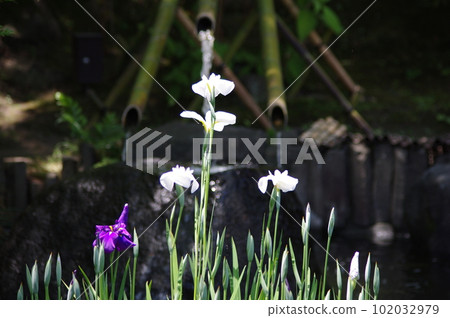 Kamakura Hase-dera Flower Festival Kamakura Hase-dera Flower Festival 102032979