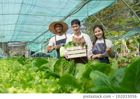 Businessperson or farmer checking hydroponic soilless vegetable in nursery farm. Business and organic hydroponic vegetable concept 102033056