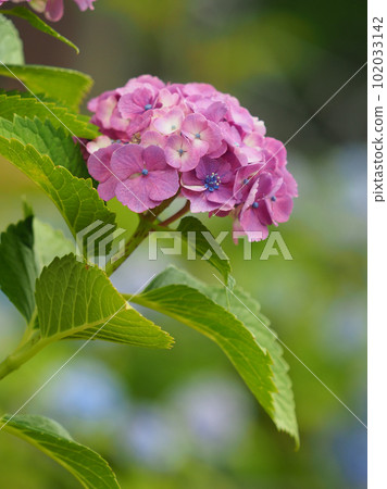 雨季圖像(繡球花/繡球花) 雨季圖像(繡球花/繡球花) 102033142
