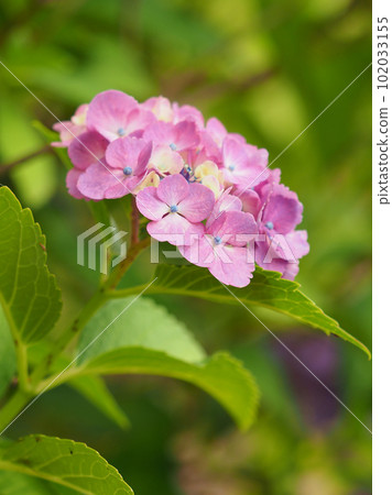 Rainy season image (Hydrangea/hydrangea) 102033155