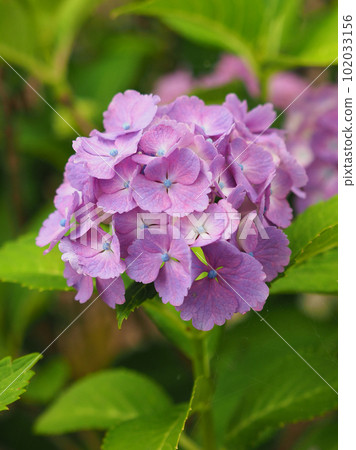 Rainy season image (Hydrangea/hydrangea) 102033156