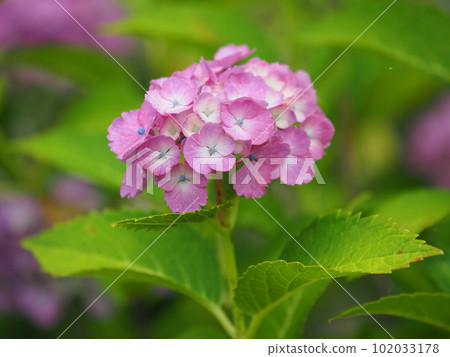 雨季圖像(繡球花/繡球花) 雨季圖像(繡球花/繡球花) 102033178