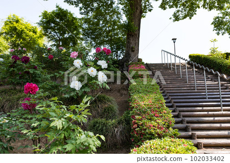 Higashimatsuyama Peony Garden, Higashimatsuyama City, Saitama Prefecture 102033402
