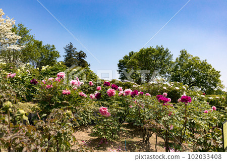 Higashimatsuyama Peony Garden, Higashimatsuyama City, Saitama Prefecture 102033408