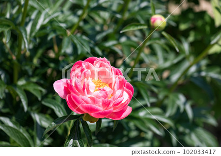 埼玉縣東松山市東松山牡丹園 102033417