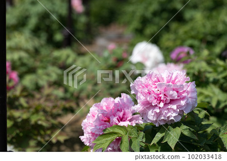 埼玉縣東松山市東松山牡丹園 埼玉縣東松山市東松山牡丹園 102033418
